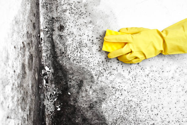 Best Toxic Mold Removal  in Itasca, TX