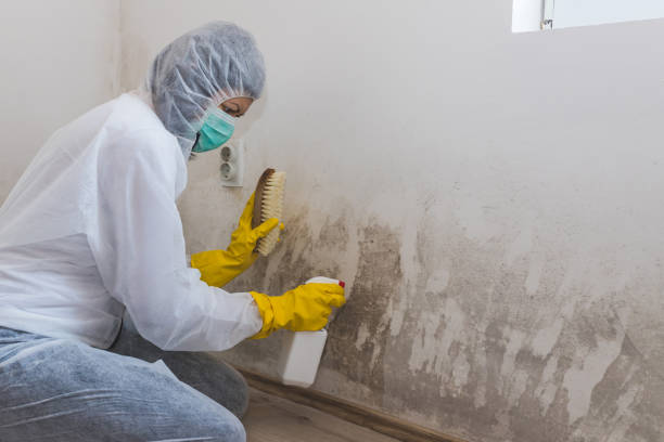 Best Commercial Mold Removal  in Itasca, TX