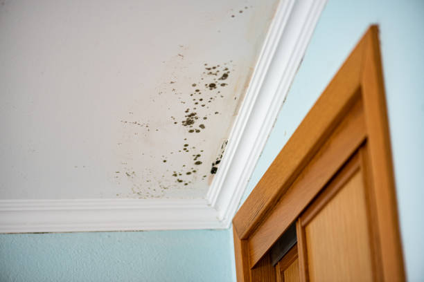 Best Home Mold Removal  in Itasca, TX