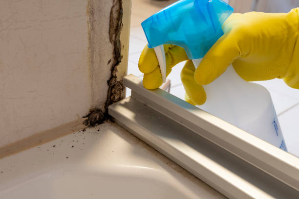 Home Mold Removal in Itasca, TX