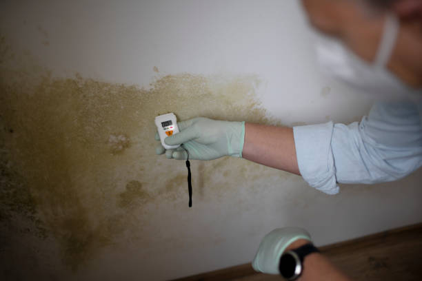 Best Mold Remediation Services  in Itasca, TX