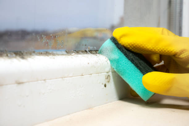 Best Office Mold Removal Services  in Itasca, TX