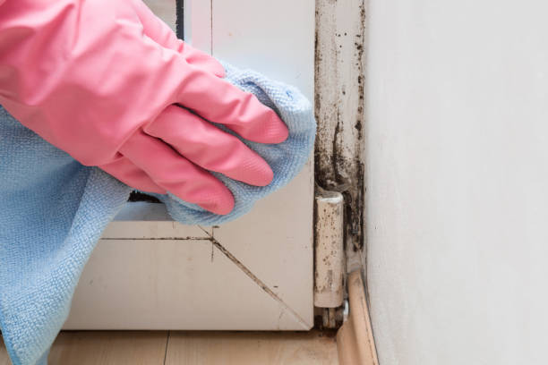 Mold Removal Process in Itasca, TX